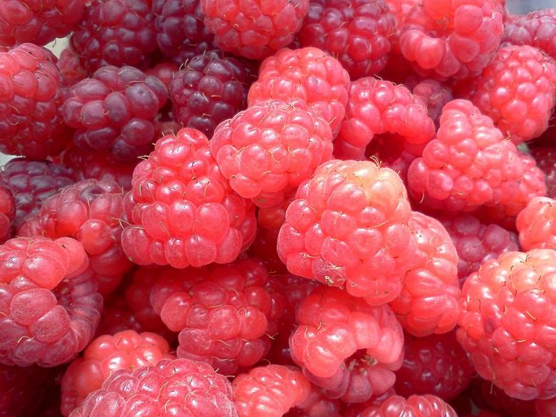 Free stock image of Fresh Raspberries created by Pixabay