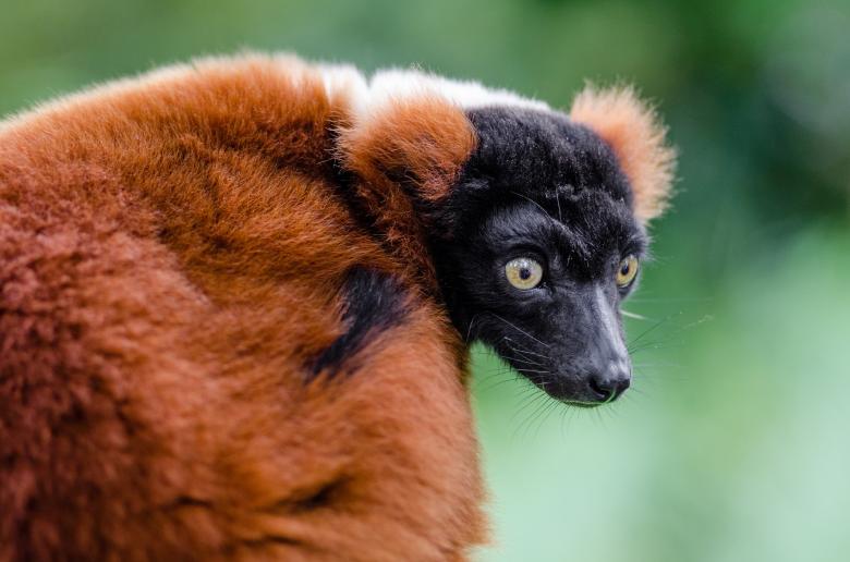 Free stock image of Red Ruffed Lemur created by Pixabay