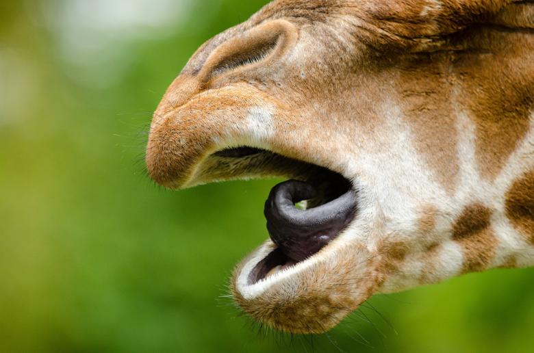 Free stock image of Rothschild Giraffe created by Pixabay