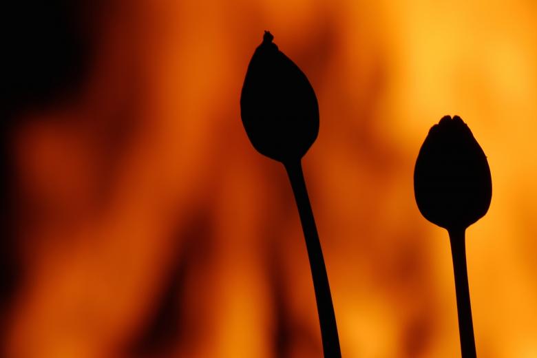 Free stock image of Silhouette Buds created by Pixabay