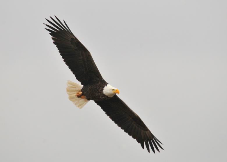 Free stock image of Bald Eagle created by Pixabay