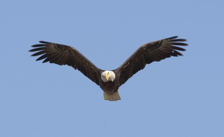 Free stock image of Bald Eagle created by Pixabay