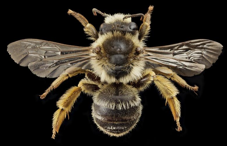Free stock image of Bee Closeup created by Pixabay