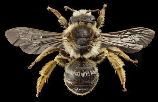 Bee Closeup - Free Stock Photo