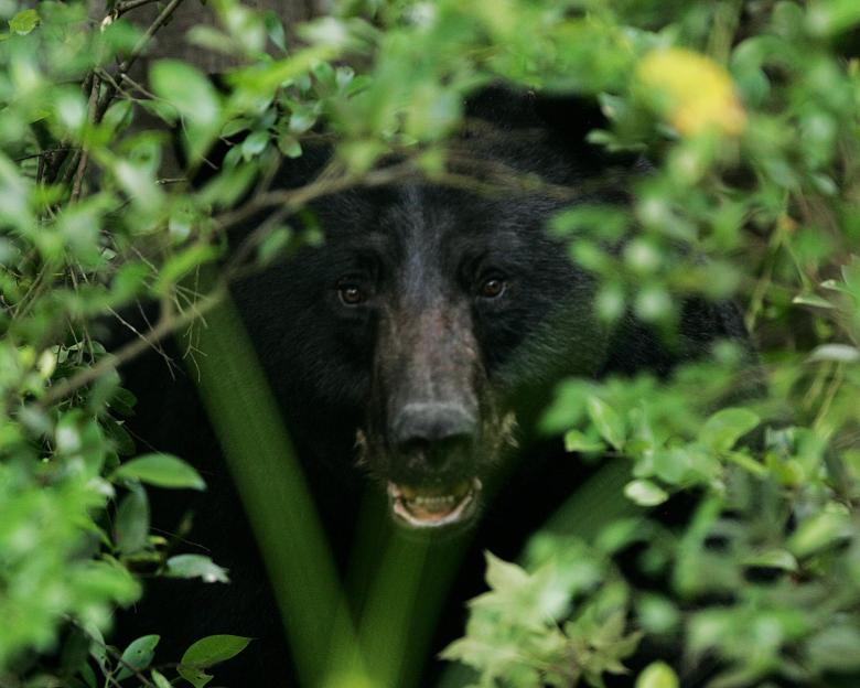 Free stock image of Black Bear created by Pixabay