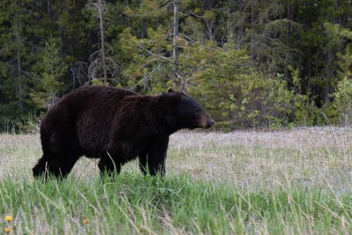 Free Stock Photo of Black Bear