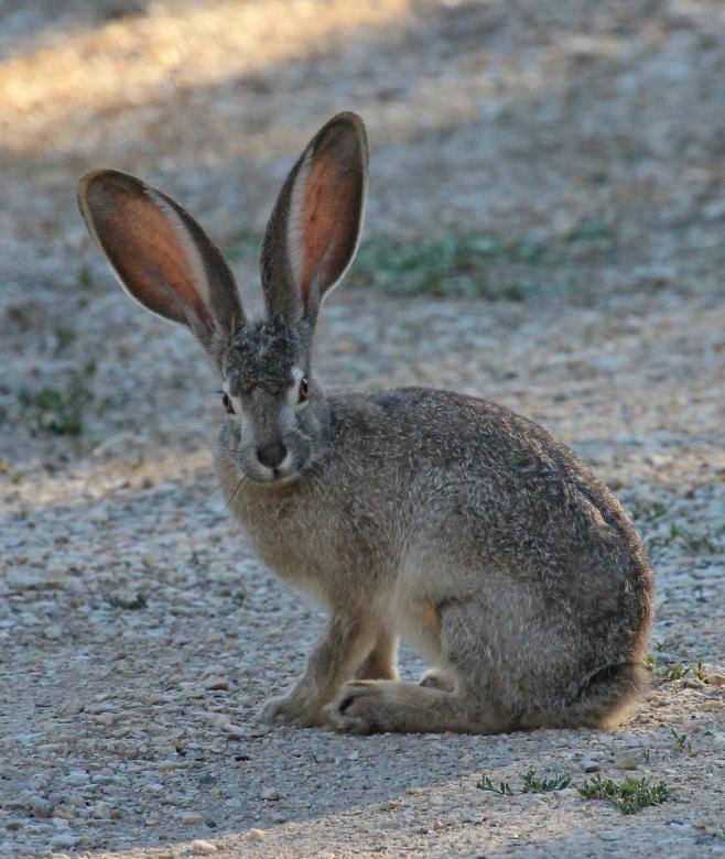 Free stock image of Black Tailed Jackrabbit created by Pixabay