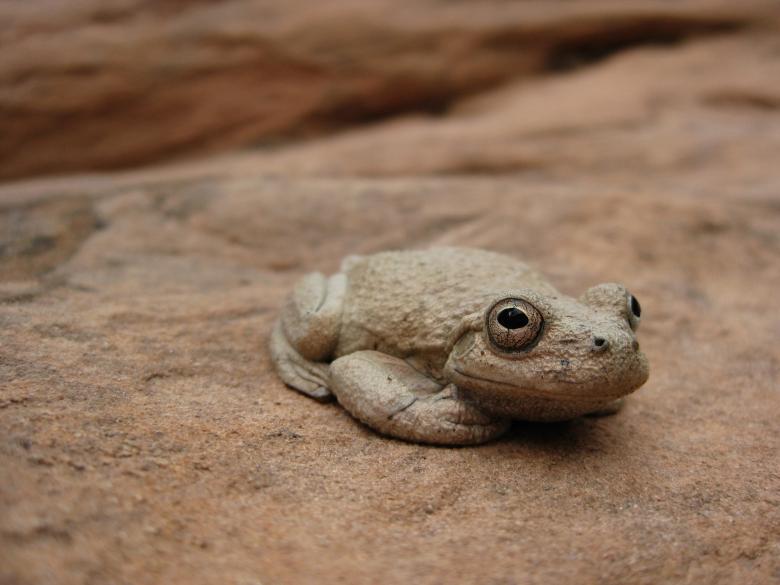 Free stock image of Canyon Tree Frog created by Pixabay