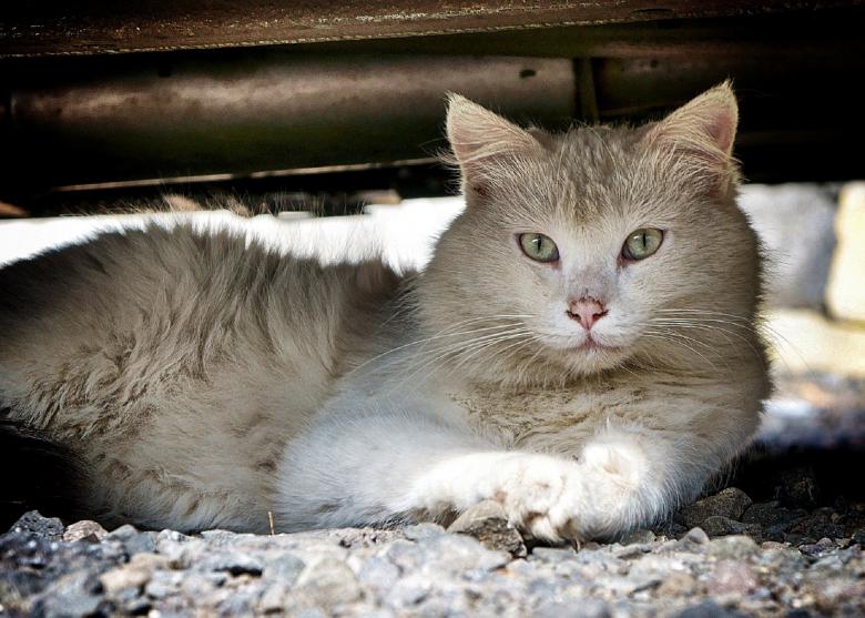 Free stock image of Pet created by Pixabay