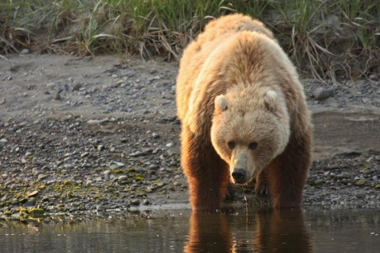 Free stock image of Coastal Brown Bear created by Pixabay