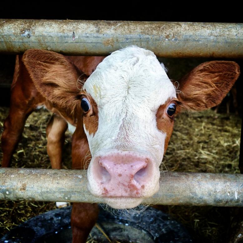 Free stock image of Cattle Farm created by Pixabay