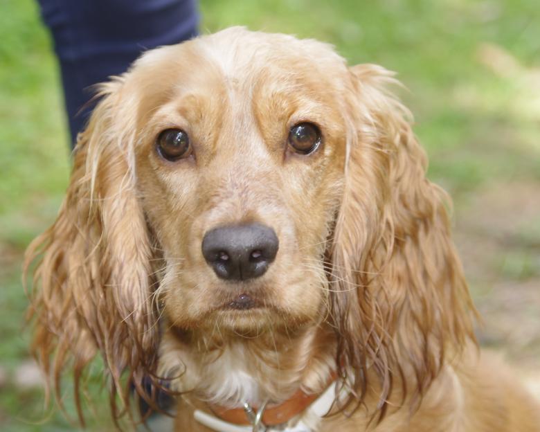 Free stock image of Brown Dog created by Pixabay