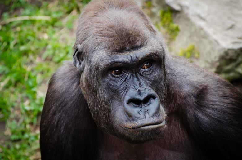 Free stock image of Gorilla in the Zoo created by Pixabay