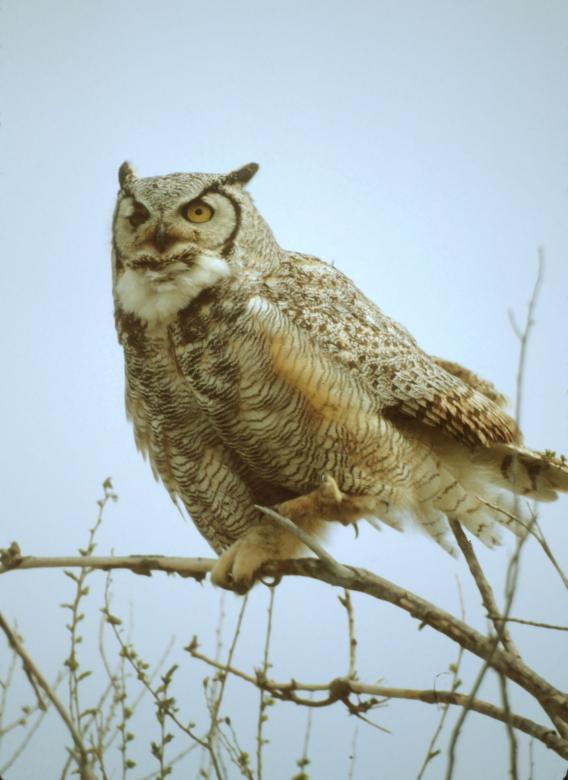 Free stock image of Great Horned Owl created by Pixabay