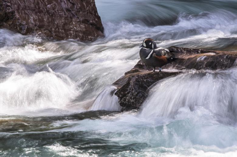 Free stock image of Harlequin Duck created by Pixabay