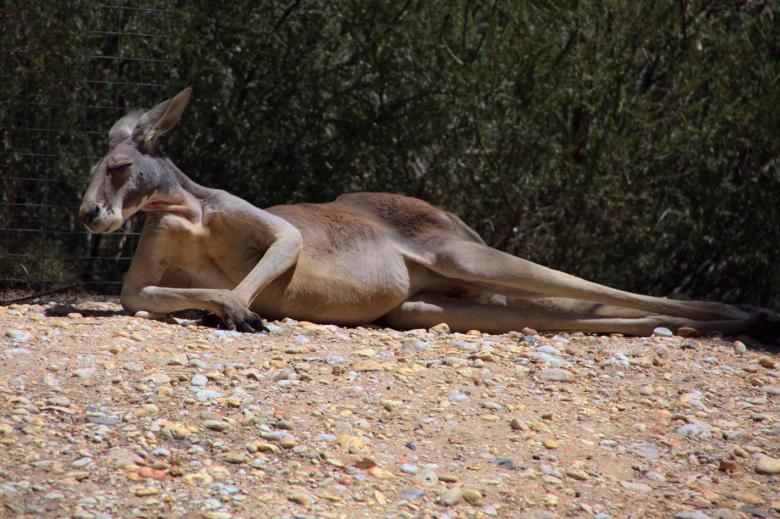 Free stock image of Kangaroo Laying Down created by Pixabay