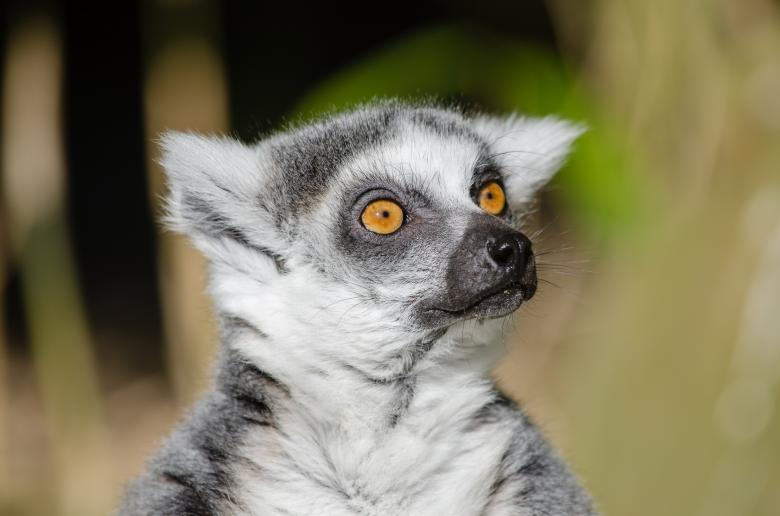 Free stock image of Wild Lemur created by Pixabay