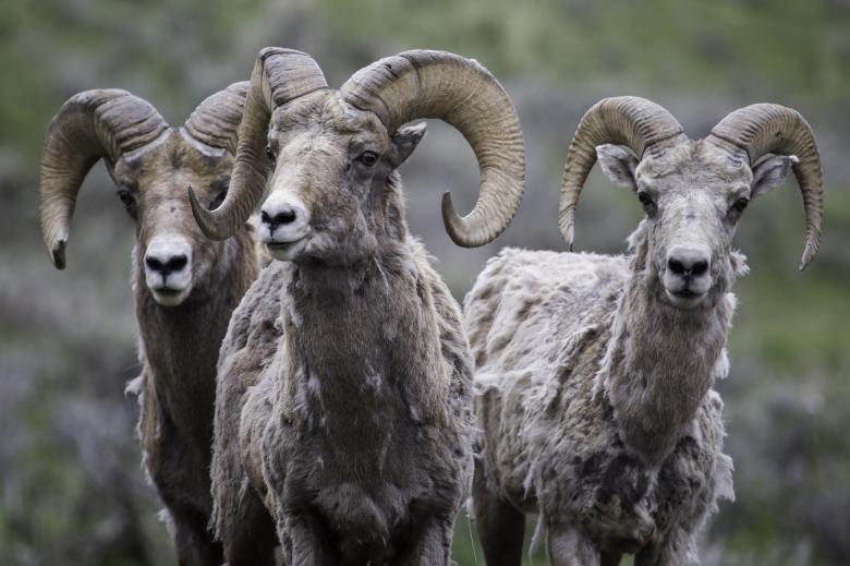 Free stock image of Longhorn Sheep created by Pixabay