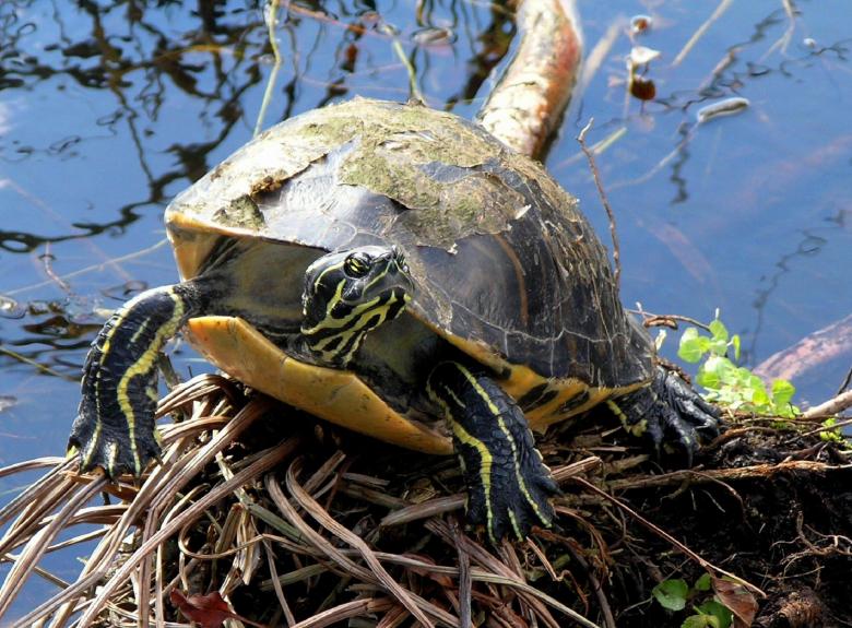Free stock image of Red Bellied Turtle created by Pixabay