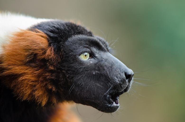 Free stock image of Red Ruffed Lemur created by Pixabay
