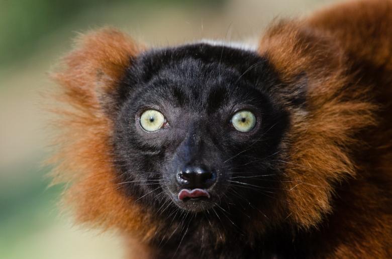 Free stock image of Red Ruffed Lemur created by Pixabay