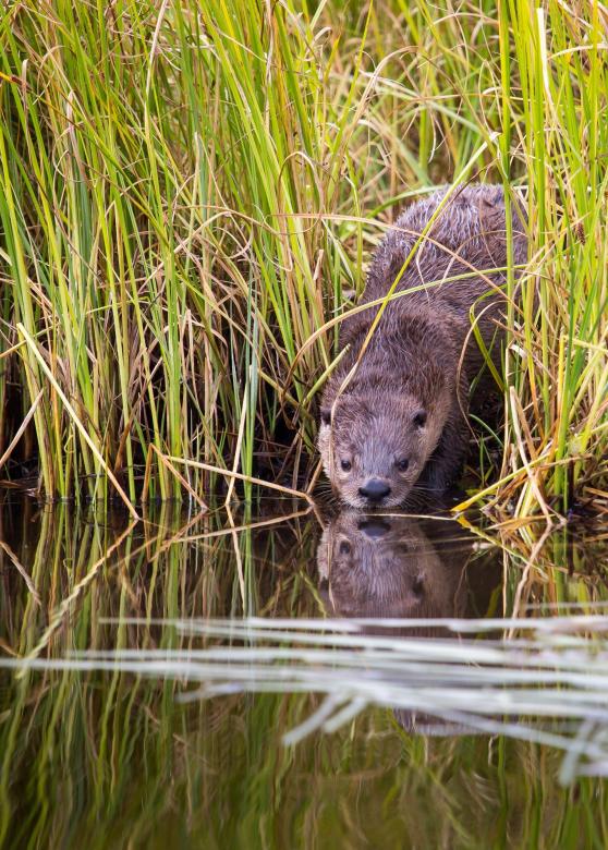 Free stock image of River Otter created by Pixabay