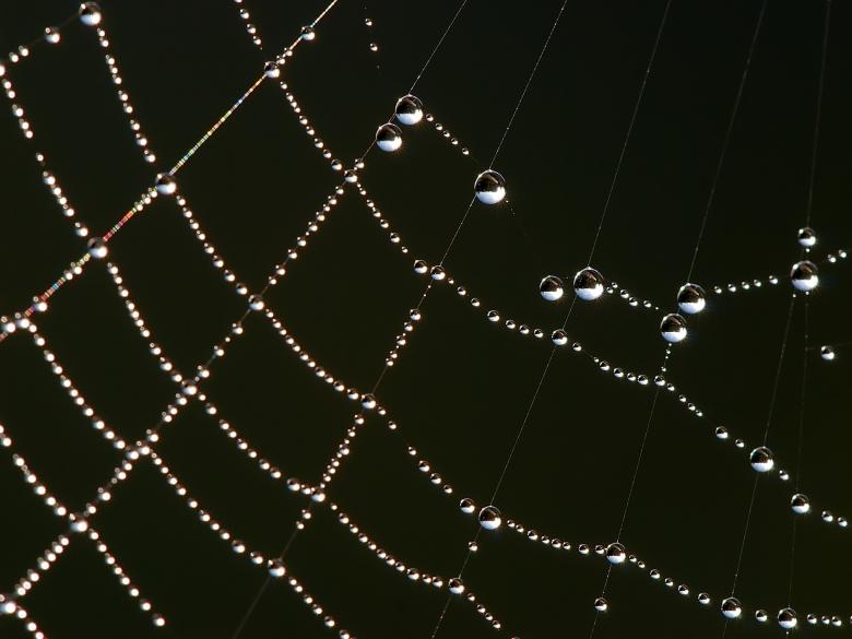 Free stock image of Spider Web created by Pixabay