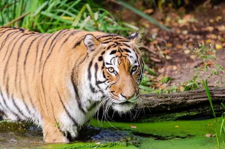 Free stock image of Bengal Tiger created by Pixabay