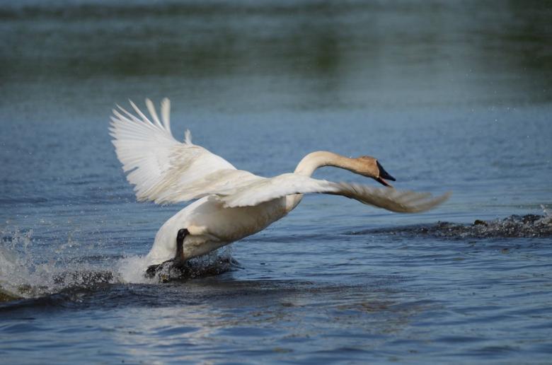 Free stock image of Trumpeter Swan in the River created by Pixabay
