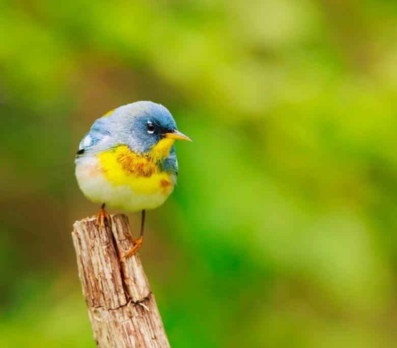 Free stock image of Cute Warbler created by Pixabay