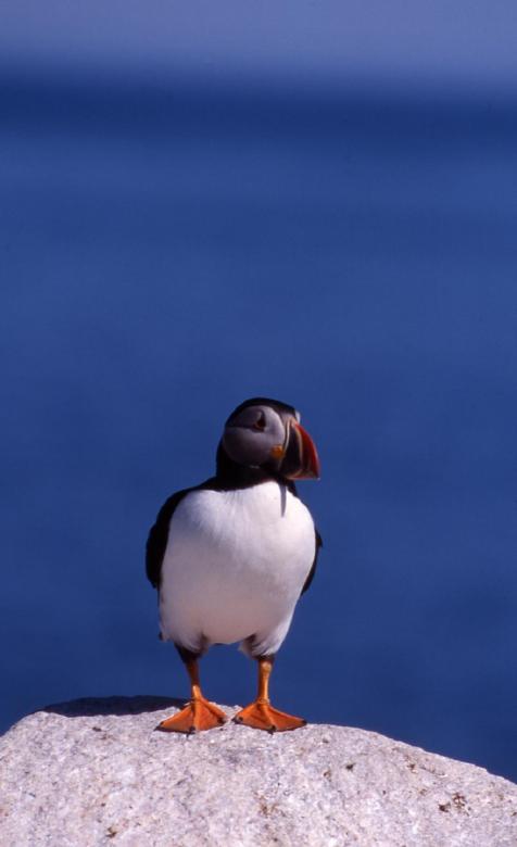 Free stock image of Atlantic Puffin created by Pixabay