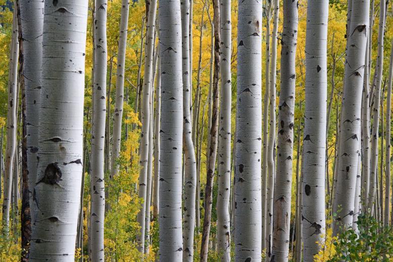 Free stock image of Birch Trees created by Pixabay