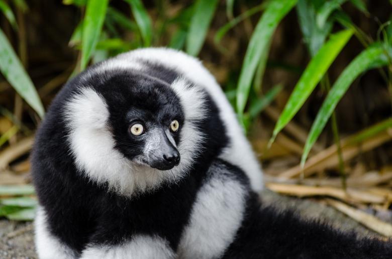 Free stock image of Black and White Ruffed Lemur created by Pixabay