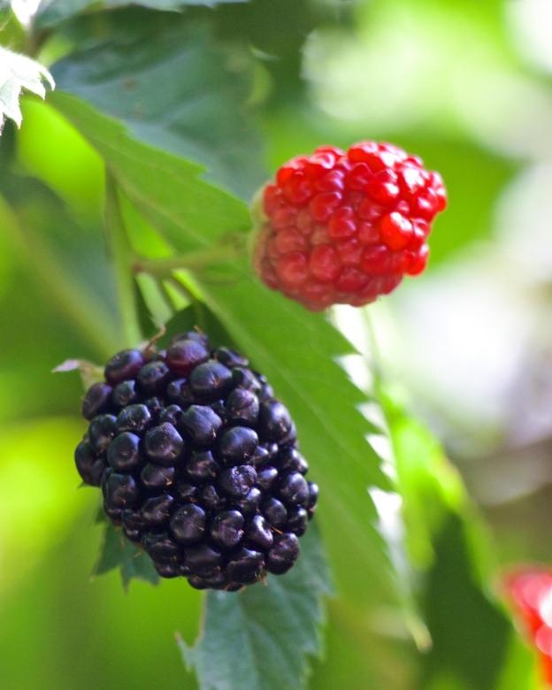 Free stock image of Fresh Berries created by Pixabay