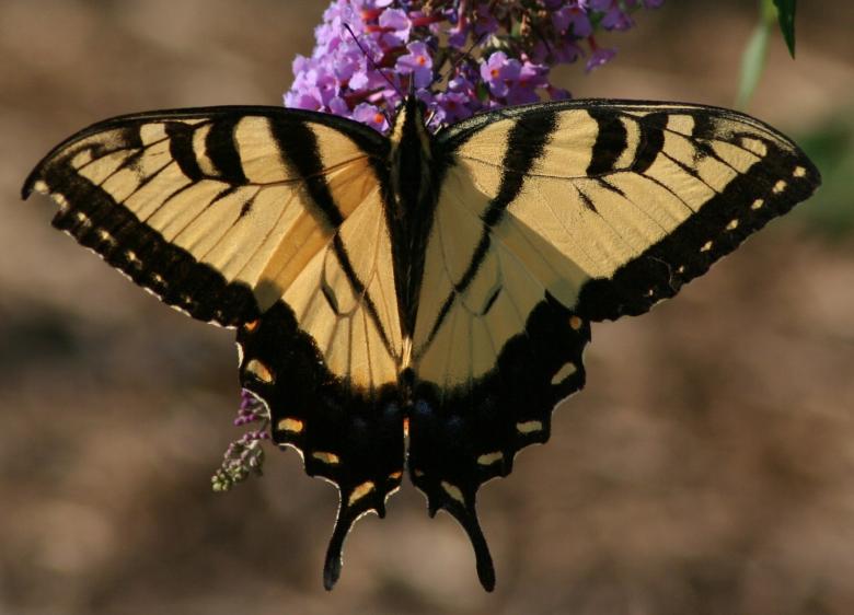 Free stock image of Butterfly on the Flowers created by Pixabay