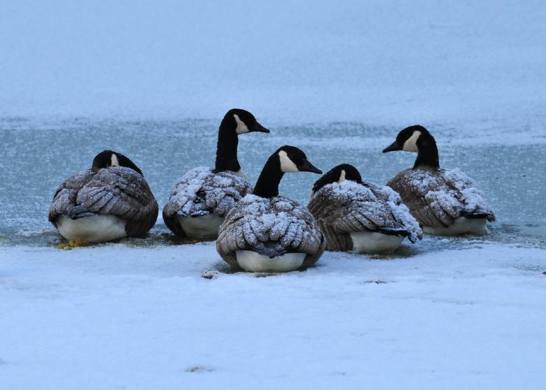 Free stock image of Canadian Geese created by Pixabay