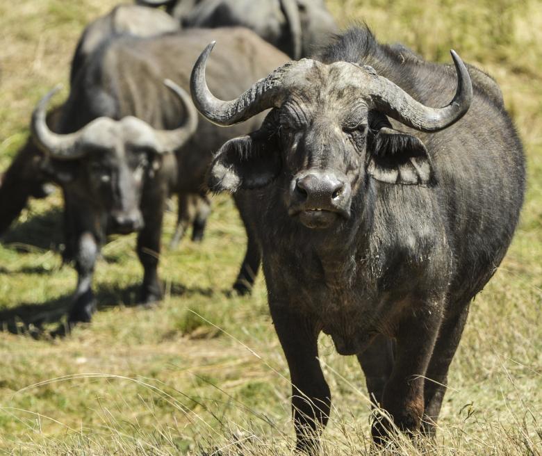 Free stock image of Cape Buffalo created by Pixabay