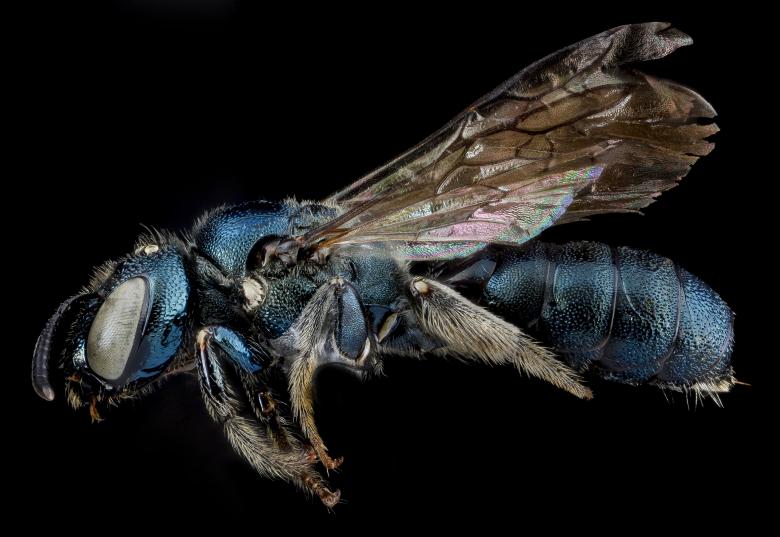Free stock image of Carpenter Bee created by Pixabay