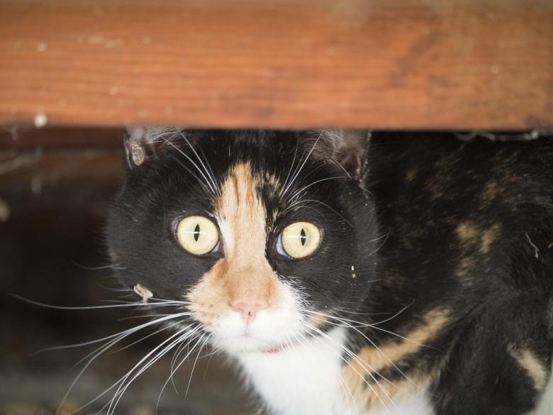 Free stock image of Pet Cat created by Pixabay