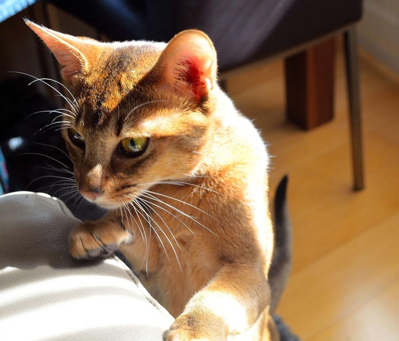 Free stock image of Pet Cat created by Pixabay