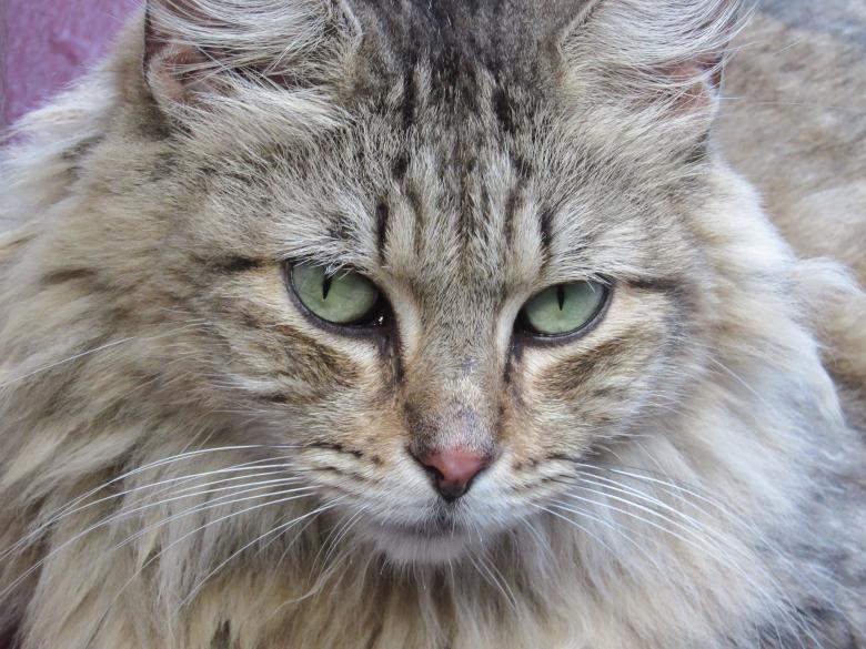 Free stock image of Pet Cat created by Pixabay