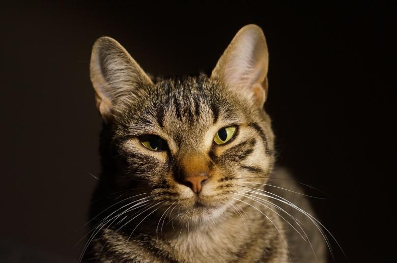 Free stock image of Pet Cat created by Pixabay