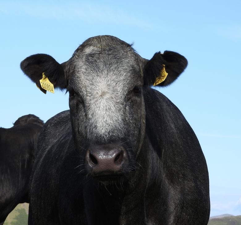 Free stock image of Cattle Farm created by Pixabay
