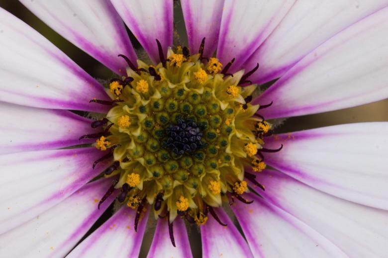 Free stock image of Fresh Daisy created by Pixabay