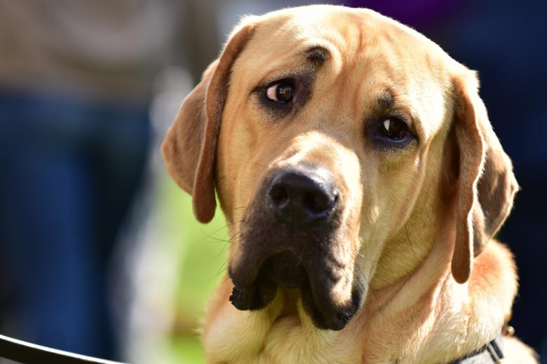 Free stock image of Sad Dog created by Pixabay