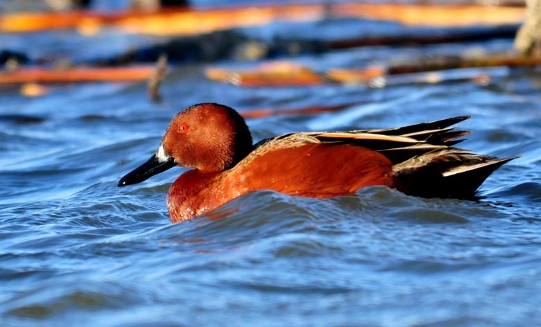 Free stock image of Duck in the River created by Pixabay