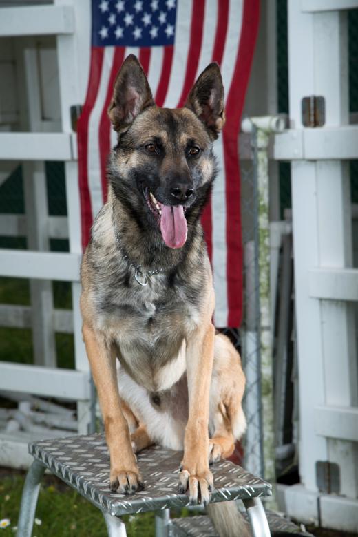 Free stock image of German Shepherd created by Pixabay