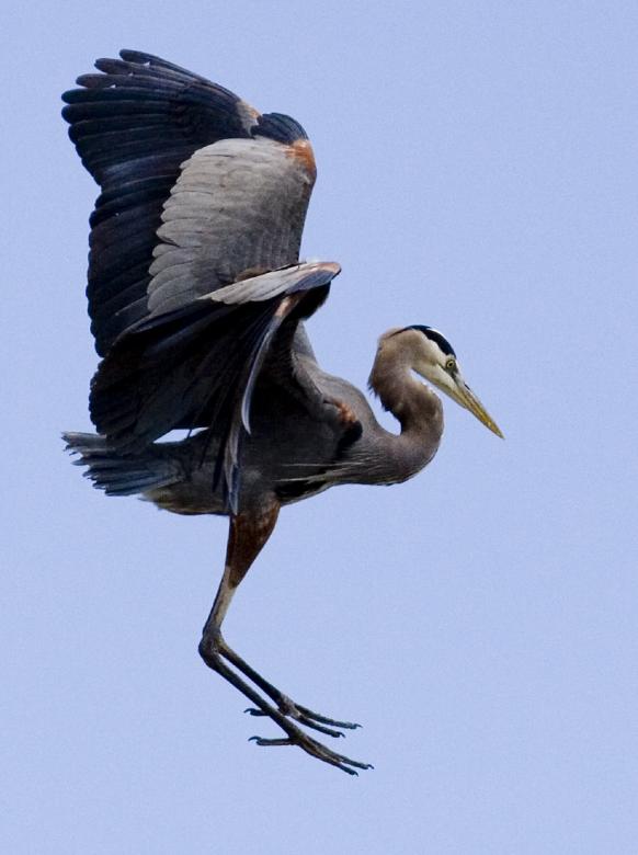 Free stock image of Great Blue Heron created by Pixabay