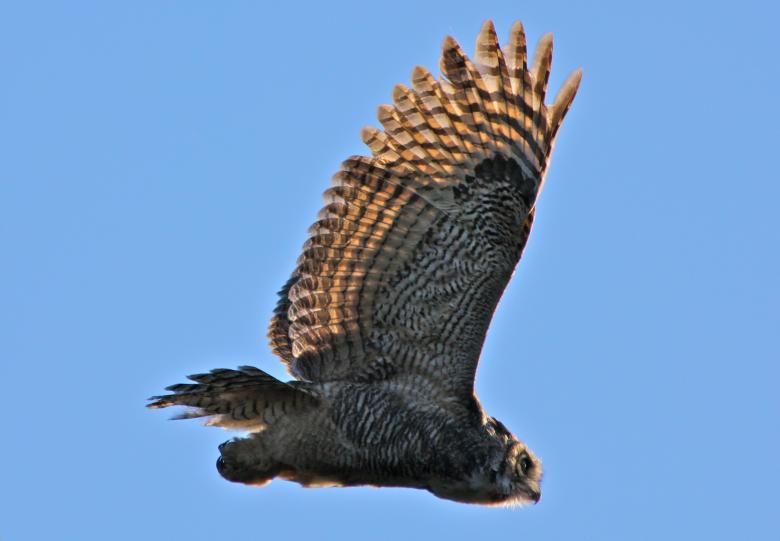 Free stock image of Great Horned Owl created by Pixabay