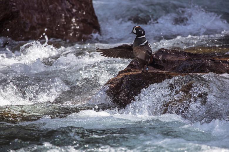 Free stock image of Harlequin Duck created by Pixabay